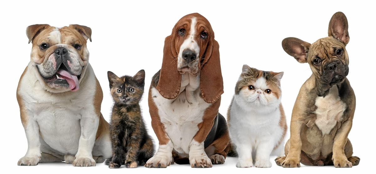 FurPaws pets
